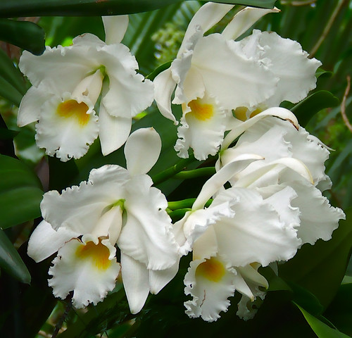 Missouri Botanical Gardens, in Saint Louis, Missouri - white flowers 5