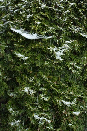 Evergreen + Snow