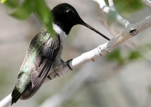 Black_chinned Hummingbird