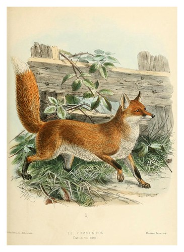 018-Zorro comun-Dogs jackals wolves and foxes…1890- J.G. Kulemans