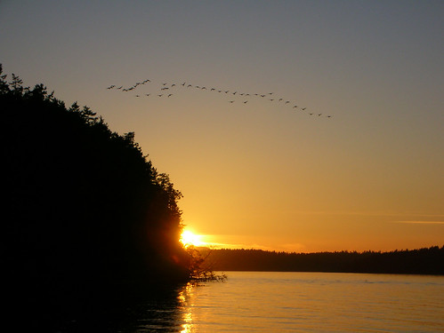 29-Odlin Geese Sunset