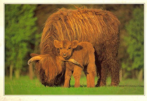 Highland cow and calf Postcard