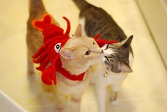 The lobster costume didn’t go over so we by Malingering, on Flickr