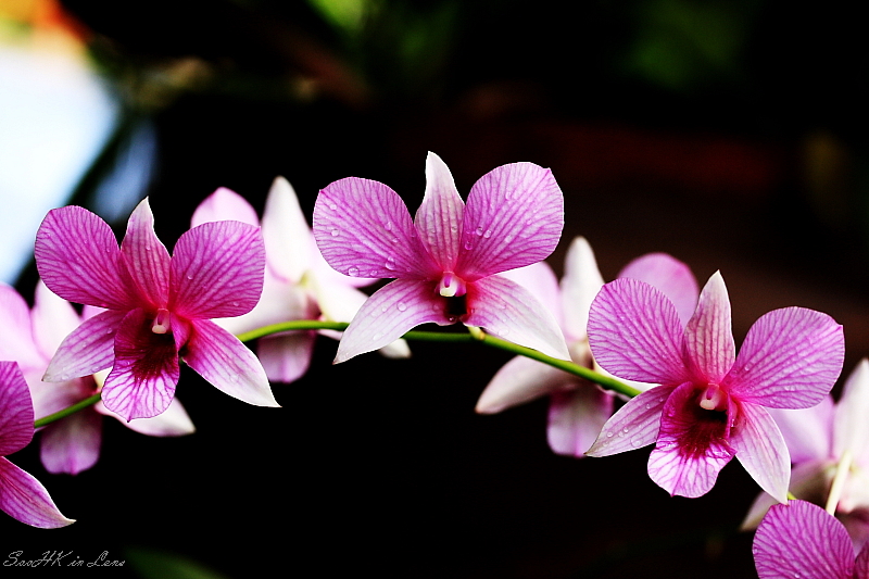 Orchid Garden Kuala Lumpur