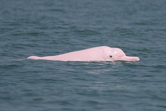 中華白海豚。媽祖魚保育聯盟, 福爾摩莎鯨協會提供。 