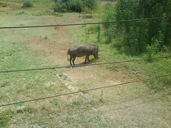 Wild warthog at Pilansberg