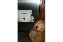 George and his Diploma ! He was the valedictorian !! He's one of Morgan and Chewy's puppies !
