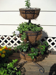 three tiered planter in spring