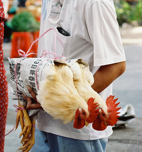 Sarikei carrying chicken