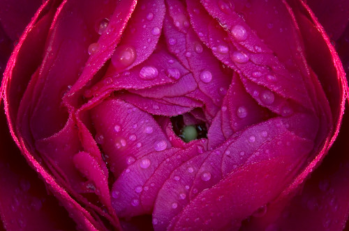 Rainy Day Ranunculus