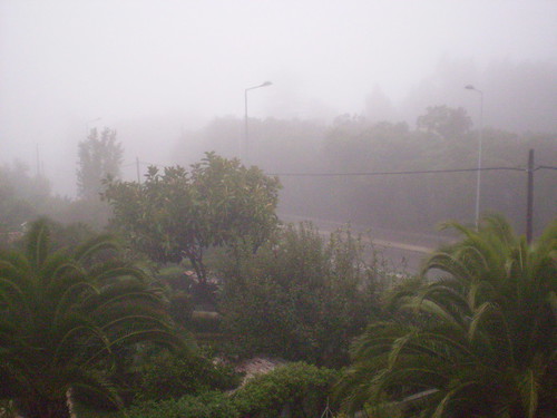 The fog