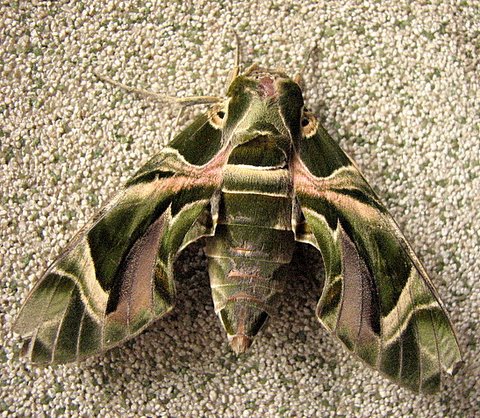 Un id moth casa ansal 221007