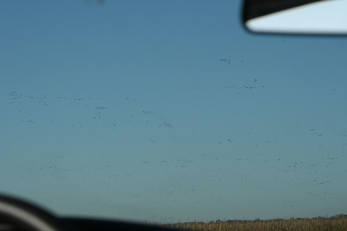 View of Geese From Car