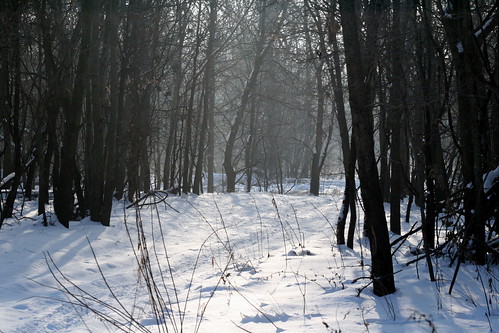 Deer Run Forest Preserve