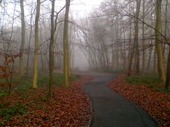Fog and Pathway