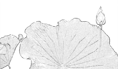 Lotus Flower Sketch IMGP7502 share 24Lotus Flower Sketch IMGP7502