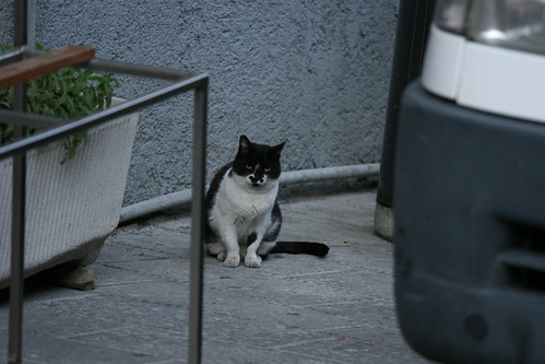 Chat à Riomaggiore