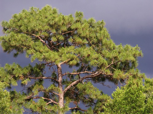 Storm Clouds With Pine