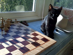 Chester Plays Chess