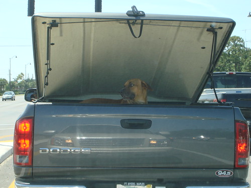 A dog in Bonita Springs