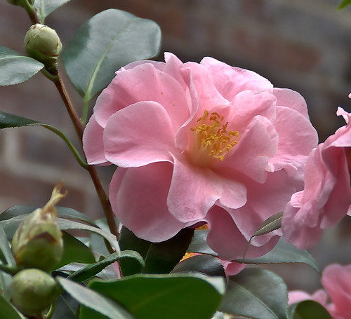 Missouri Botanical Gardens, in Saint Louis, Missouri - camellias 2