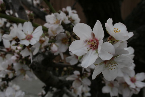  Rosaceae Prunus