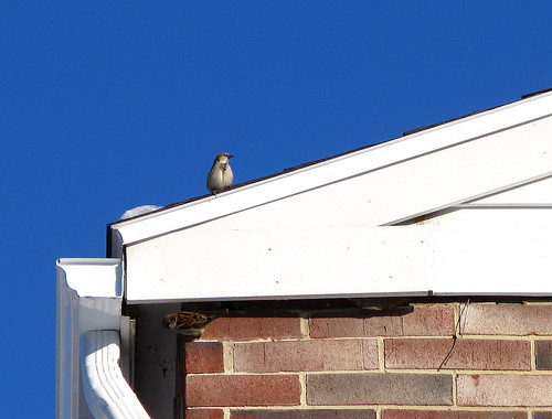 Noisy sparrow on the roof