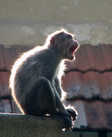 the yawn devarayanadurga 050408