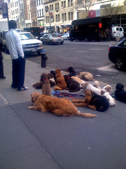 Upper West Side Dogs