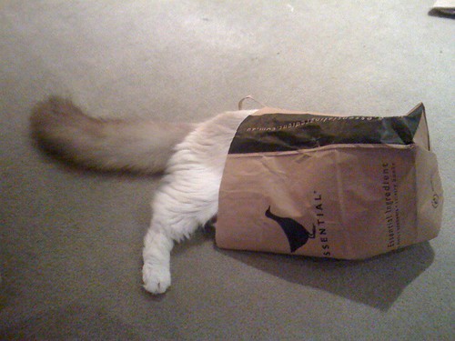 cat in bag by ginmartini.
