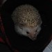 Hedgehog-Lucy Investigating