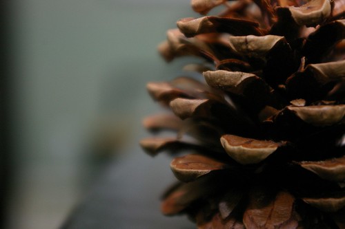 pine cones009