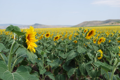 Sunflowers in Bulgaria