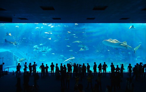 Okinawa beauty and others sea aquarium