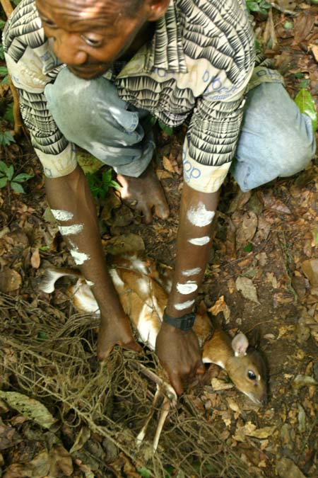 pygmy antelope caught
