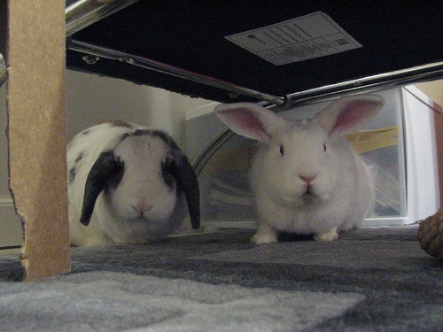 gus and betsy under my office chair