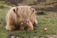 Highland
Cow on the Isle of Skye (2)