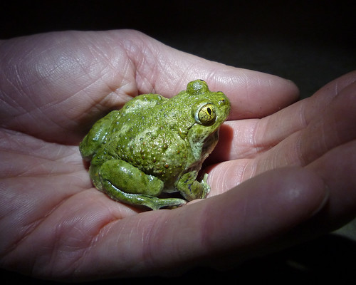 the delightful spadefoot toad