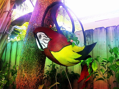 Parakeet Colors by Lisa's Random Photos