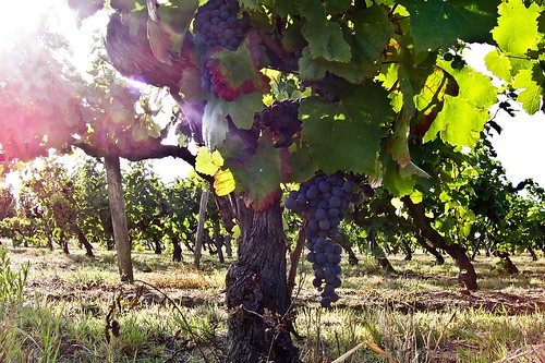 Le vignoble du Domaine des Agates