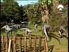 56 Ornithomimus paddock-53992