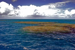 A section of the Great Barrier Reef about 40 m...