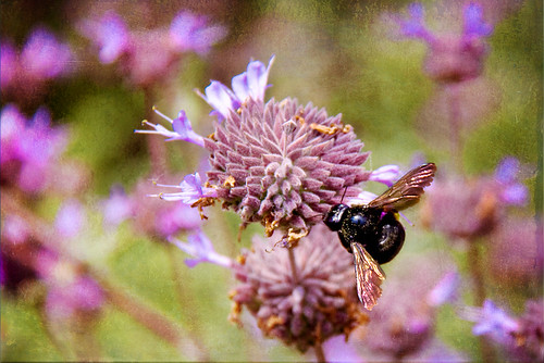 Copper-winged Bumblebee