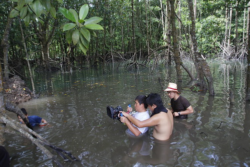 A scene in the mangrove forest