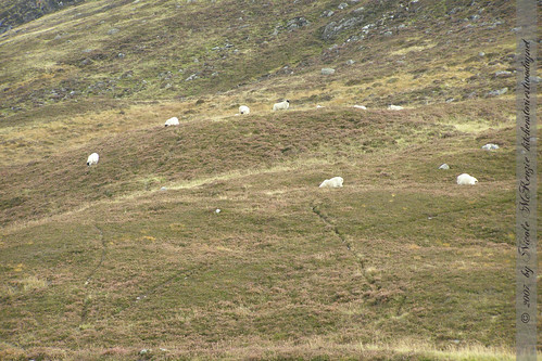 Schottland - Black Head Sheeps