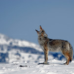 Howling Coyote - Yellowstone