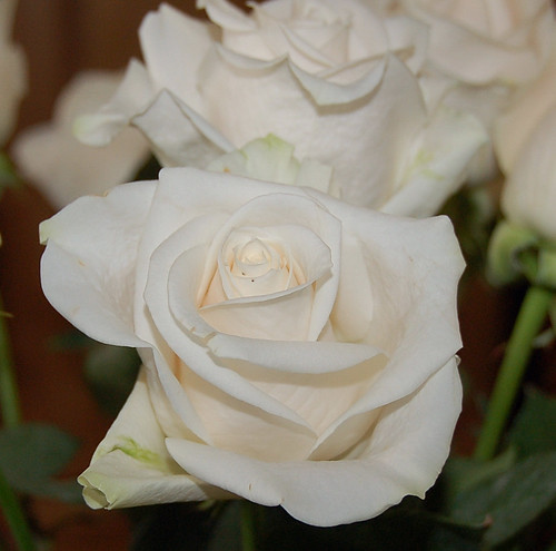 white roses by Love the 214.