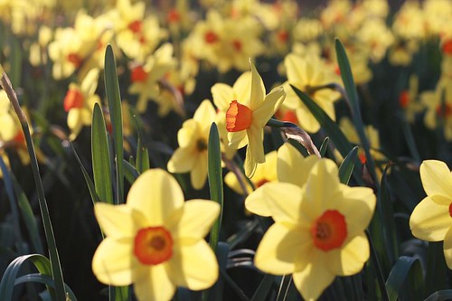 daffodils in the setting sun (by mintyfreshflavortream)