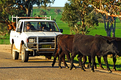 IMG_4566_Cattle_Drive