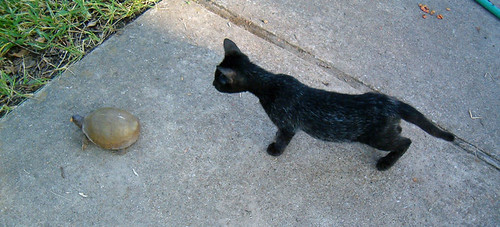 Hey!  That's my cat food!